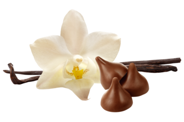 favo de baunilha, flor de baunilha e gotas de chocolate ao leite isolado em fundo transparente