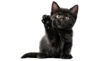 Black kitten with raised paw illustration

