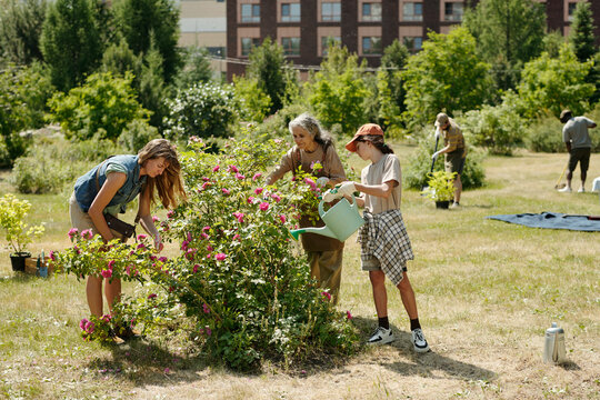 Multiethnic group including senior Caucasian woman, teenage Caucasian girl and teenage Black boy tending flowering bush in community garden, watering and pruning plants together