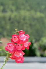 penstemon hartwegii on mountain background