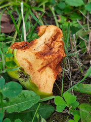 A rotting and partially eaten green apple on the ground among green grass and clover