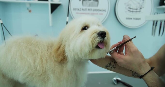 At a pet grooming salon, a middle-aged male groomer is trimming the fur of an adorable Labradoodle dog with scissors