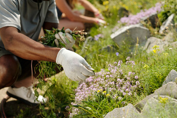 Middle aged Black man wearing gloves pulling weeds from garden bed while young Caucasian woman working in background
