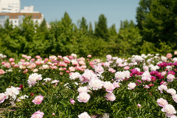 Fototapeta premium Blooming peony flowers growing in outdoor garden with lush green trees in background, various shades of pink and petals visible, urban buildings partially seen behind foliage