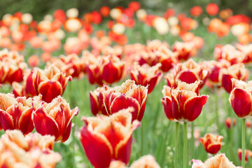 A close-up view of a field of beautiful red and yellow fringed tulips with soft green stems,...