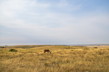 Obraz premium Wild horse at Theodore Roosevelt National Park, North Dakota