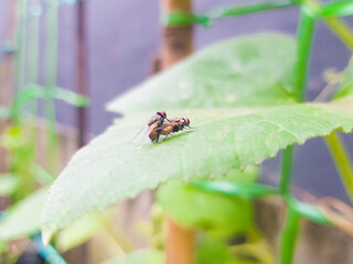 A pair of flies are mating on a leaf. The scientific name is Sarcophagidae. Selective focus or out of focus image.