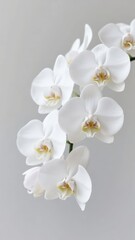 Elegant White Orchids in Bloom