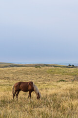 Wild horse at Theodore Roosevelt National Park, North Dakota