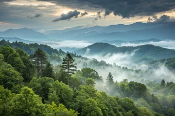Lush Green Forest in Morning Mist