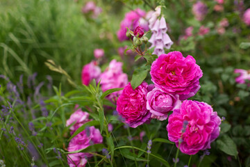 Fototapeta premium Young Lycidas Austin shrub full of double nostalgic purple flowers. Magenta English rose blooming in summer garden by foxglove.