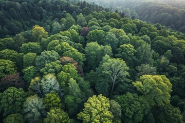 Tranquil Forest Background with Natural Light and Foliage