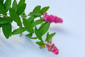 Twigs of flowering spirea on a blue background