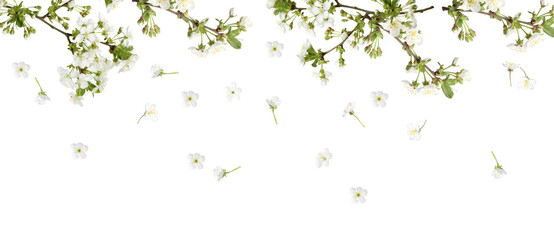 Blossoming tree branches and falling flowers against white background