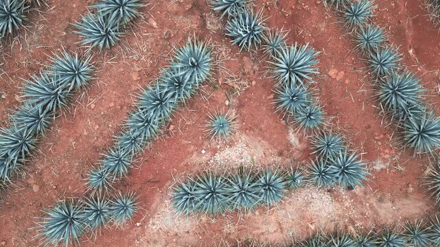 Zenithal image of an agave field in Tequila, Jalisco. The drone flies over the field as it rises, revealing the rows of agave plants cultivated in a triangular pattern.