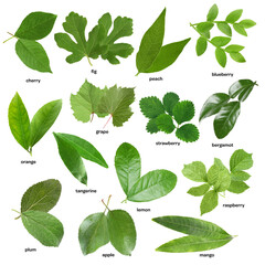 Fresh green leaves of fruit plants on white background. Collage with names