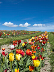 Tulipani Turri Sardegna