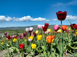 Tulipani Turri Sardegna