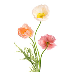 Beautiful poppies isolated on white. Delicate flowers