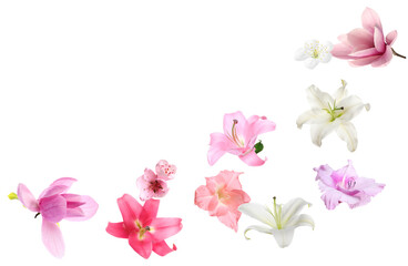 Beautiful delicate flowers flying on white background