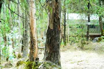 A tranquil forest scene with towering trees stretching skyward. Moss-covered trunks and fallen leaves.
