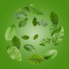 Citrus leaves swirling in air against green background