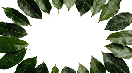 Fototapeta premium A collection of green leaves arranged in a circular frame on a transparent background.