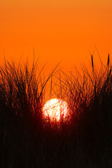 Dunes of Texel, Netherlands, sunrise, peace, warm colors North Sea, Holland, V, Victory