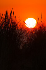 Dunes of Texel, Netherlands, sunrise, peace, warm colors North Sea, Holland, the darkness is broken