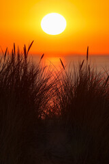 Dunes of Texel, Netherlands, sunrise, peace, warm colors North Sea, Holland, light shines through the grass