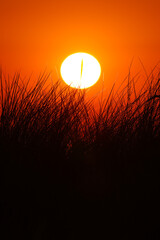 Dunes of Texel, Netherlands, sunrise, peace, warm colors North Sea, Holland, gras in front of the sun, warm sunrise