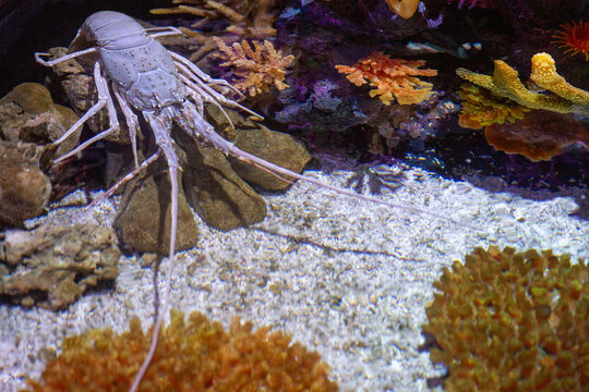 Live White Spiny Lobster