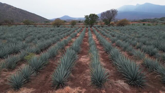 Aerial image of an agave field in Tequila, Jalisco. The drone flies over the field offering us a panoramic view of the agave landscape that is protected by UNESCO can see the Tequila volcano too