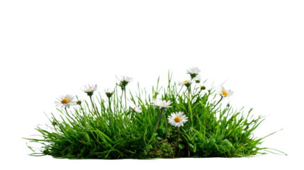 Daisies with lush green grass, brightening up any setting, perfect for nature enthusiasts.
