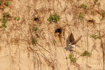 fly there, Swallow, wall, breed, brood care, breeding cave, approach
