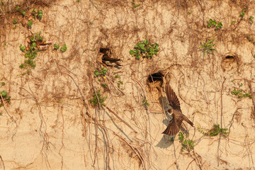 Spread wings, Swallow, wall, breed, brood care, breeding cave, approach