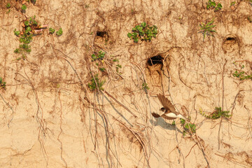 Fly to the brood, Swallow, wall, breed, brood care, breeding cave, approach
