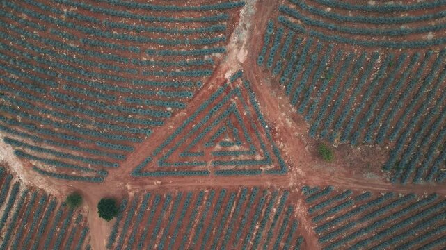 Zenithal image of an agave field in Tequila, Jalisco. The drone flies over the field as it rises, revealing the rows of agave plants cultivated in a triangular pattern.