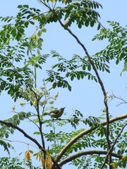 Bird on branch