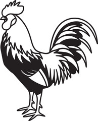 rooster isolated on white background