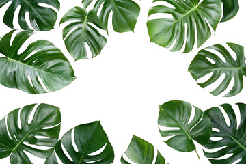 Naklejka premium Green plant leaves form a natural border on a white background, perfect for a spring or summer design