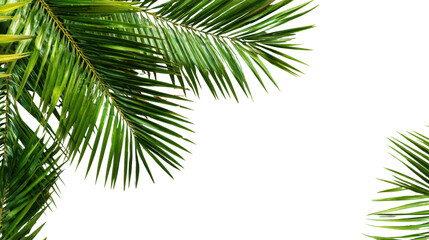 Fototapeta premium Lush green palm leaves against a white isolate background.