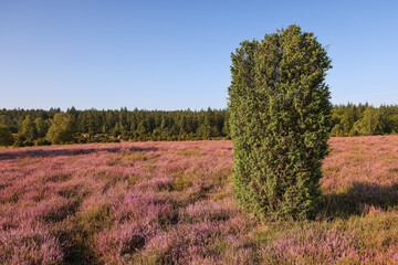 Lüneburgerheide, on the right side a juniper, Heather plants, nature reserve, Landscape and Countryside, purple, northern Germany, late summer