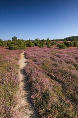 L&uuml;neburgerheide, portrait format of path, Heather plants, nature reserve, Landscape and Countryside, purple, northern Germany, late summer