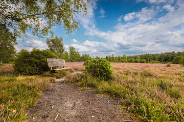 Lüneburgerheide, wooden bench, Heather plants, nature reserve, Landscape and Countryside, purple, northern Germany, late summer