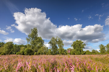 Lüneburgerheide, big cloud, Heather plants, nature reserve, Landscape and Countryside, purple, northern Germany, late summer