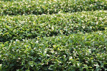Tea plantation