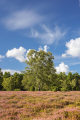 Fototapeta premium Lüneburgerheide, clouds, blue Sky, Heather plants, nature reserve, Landscape and Countryside, purple, northern Germany, late summer