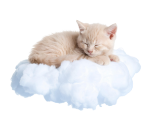 Pastel Pink Sleeping Kitten on a Puffy Cloud, Side View, Transparent Background PNG.