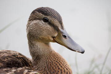 female mallard duck